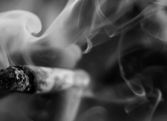 Up in Smoke Again cannabis in the east bay dispensaries