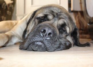 Fur, Last and Deposit: Appeals judge issues decision in controversial pet rent case