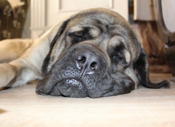 Fur, Last and Deposit: Appeals judge issues decision in controversial pet rent case