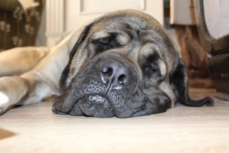 Fur, Last and Deposit: Appeals judge issues decision in controversial pet rent case
