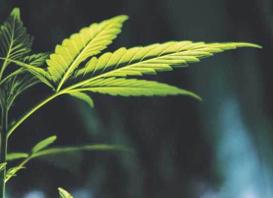 Best of East Bay: Cannabis