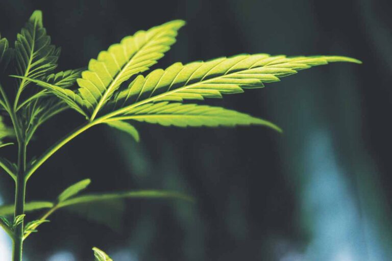 Best of East Bay: Cannabis