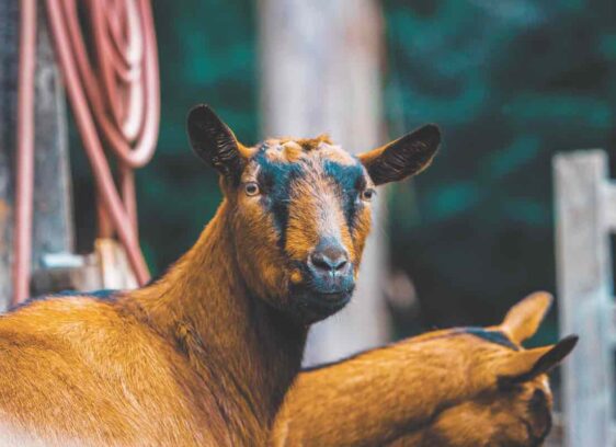 Best of East Bay: Family