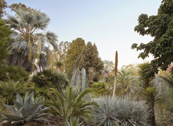 What the Succulents Say What the Succulents Say