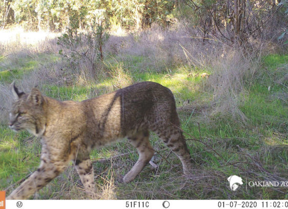 Life is Wild Life is Wild