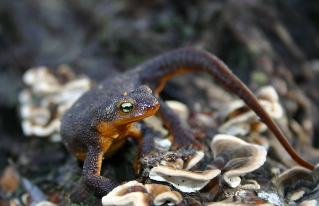 Happy Newt Year!