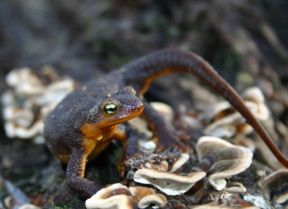 Happy Newt Year! Happy Newt Year!