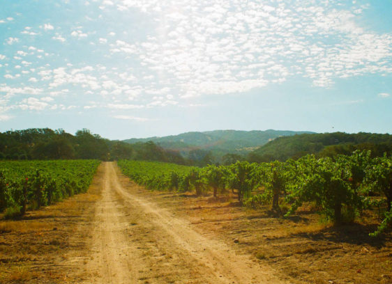 Broc Cellars Does Wine, Naturally Broc Cellars Does Wine, Naturally