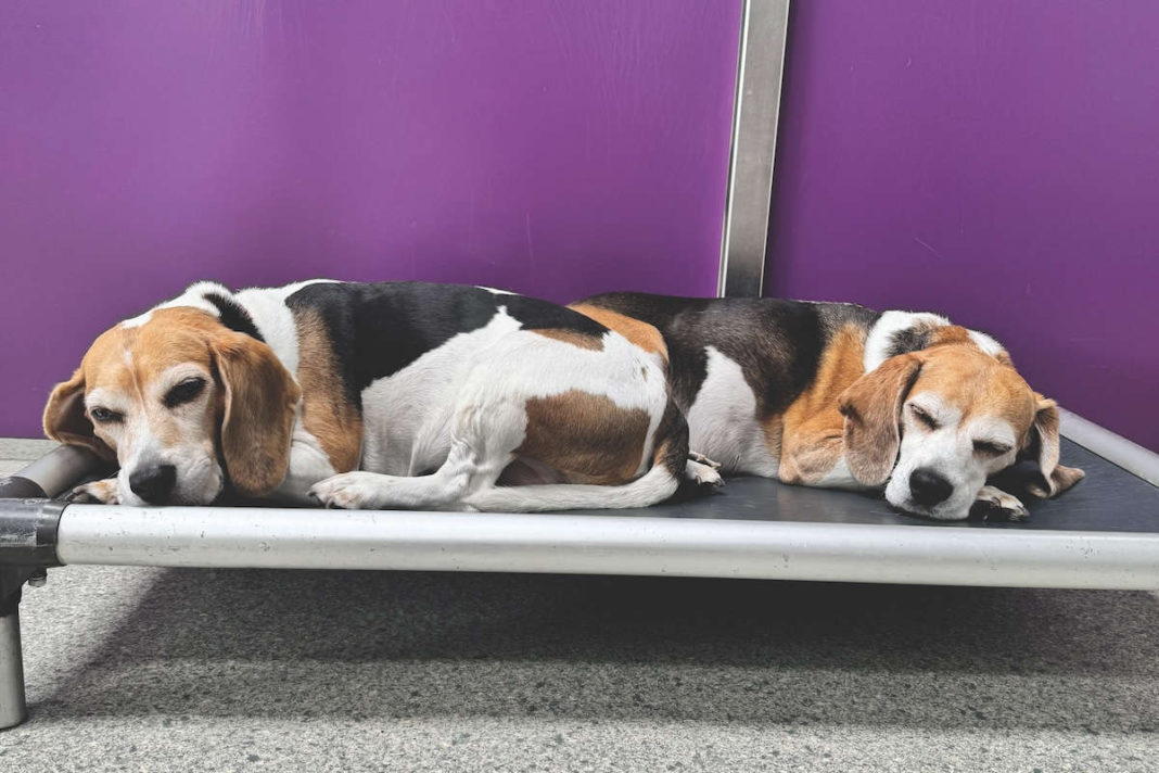 New Neuter Rules Recommended for Cats and Dogs