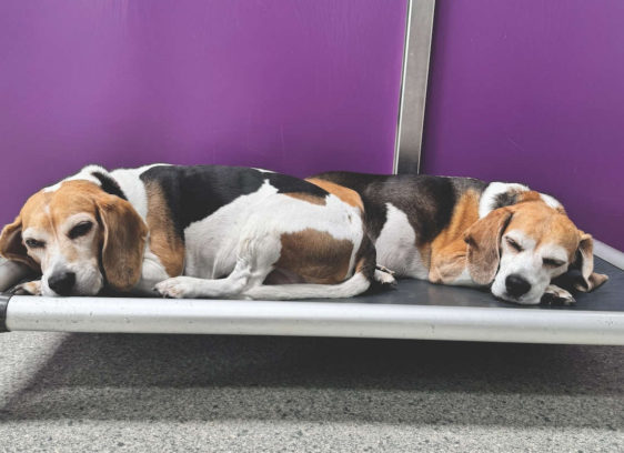 New Neuter Rules Recommended for Cats and Dogs New Neuter Rules Recommended for Cats and Dogs