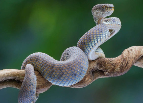 What serpent guides teach us What serpent guides teach us