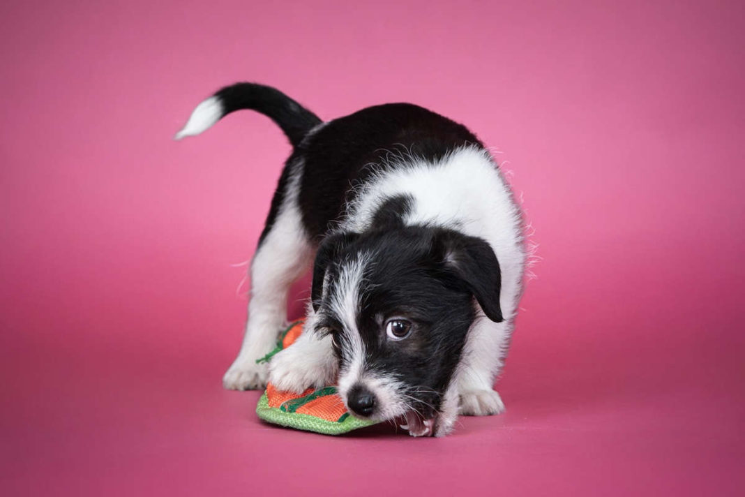 Local photographer unleashes pets' personalities