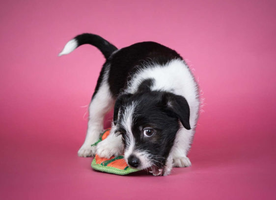 Local photographer unleashes pets’ personalities Local photographer unleashes pets' personalities