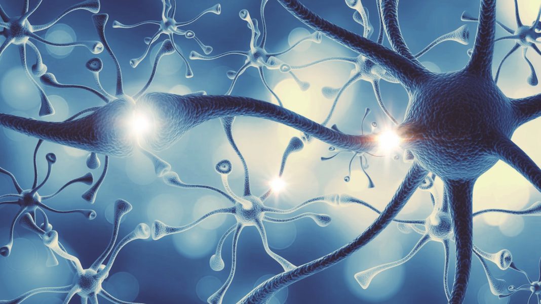 Keeping the synapses snappin’