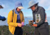 Volunteers restore native oysters Volunteers restore native oysters