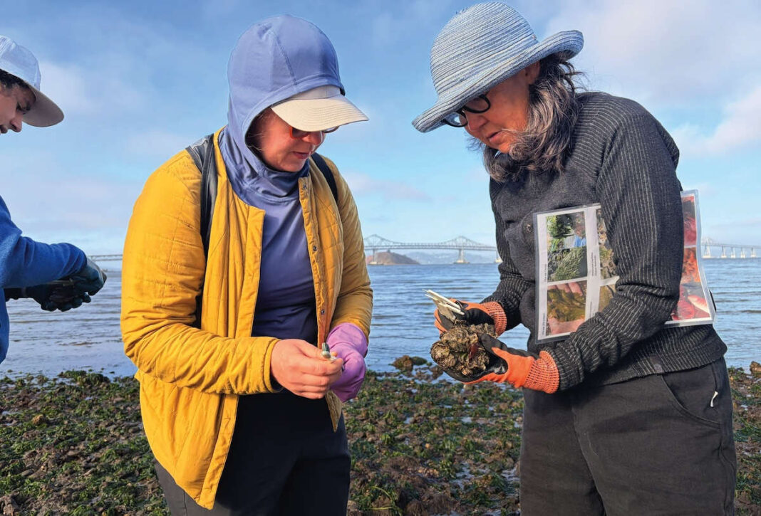 Volunteers restore native oysters